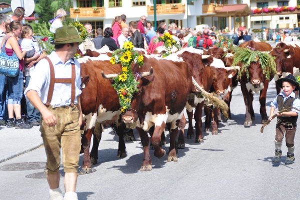 Kühe im Ort zum Almabtriebsfest in Filzmoos © TVB Filzmoos / Alfred Hahn