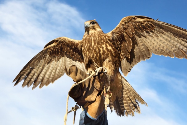 Greifvogel bei der Flugvorführung auf der Burg Hohenwerfen